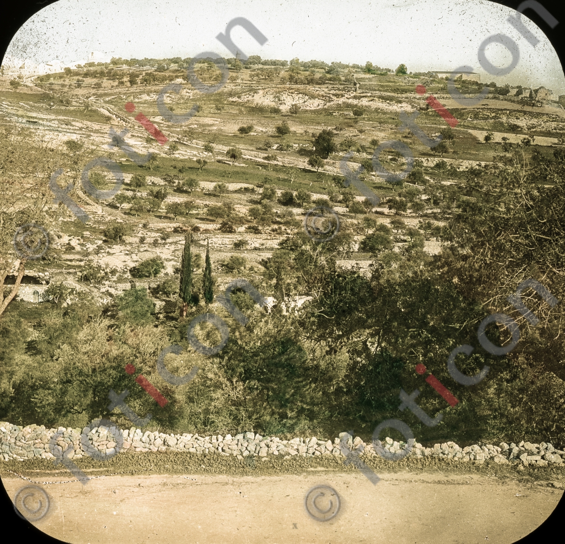 Ölberg | Mount of Olives - Foto foticon-simon-149a-028.jpg | foticon.de - Bilddatenbank für Motive aus Geschichte und Kultur